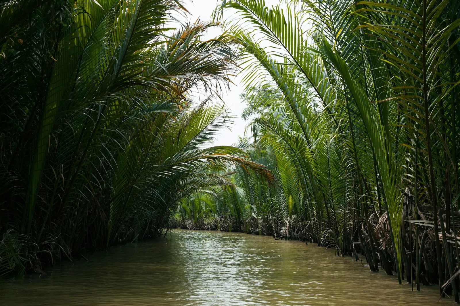 A quiet palm-lined canal in Vietnam’s Mekong Delta